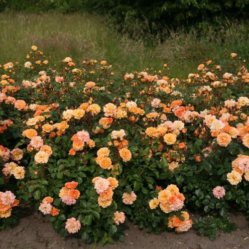Brzoskwiniowo-pomarańczowy - róże rabatowe floribunda